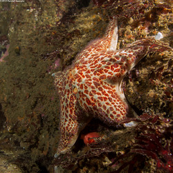 Dermasterias imbricata (Leather Star)