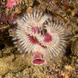 Serpula columbiana (Serpulid Worm)