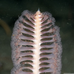 Stylatula elongata (White Sea Pen)