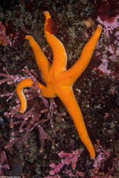 Henricia leviuscula (Blood Star); Karate star!