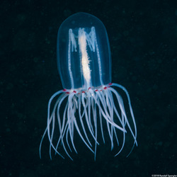 Polyorchis penicillatus (Bell Medusa)