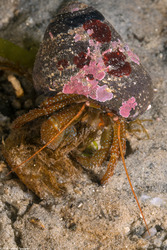 Pagurus granosimanus (Grainyhand Hermit Crab)