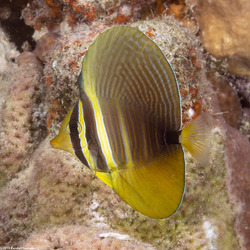 Zebrasoma veliferum (Pacific Sailfin Tang)