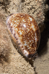 Erronea caurica (Thick-Edged Cowry)