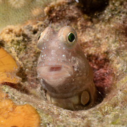 Salarias segmentatus (Segmented Blenny)