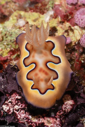 Goniobranchus coi (Co's Chromodoris)