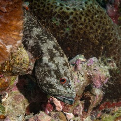 Cephalopholis urodeta (Flagtail Grouper)