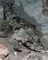 Cymbacephalus beauforti (Crocodile Flathead)