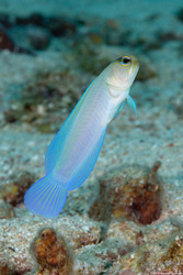 Opistognathus aurifrons (Yellowhead Jawfish)