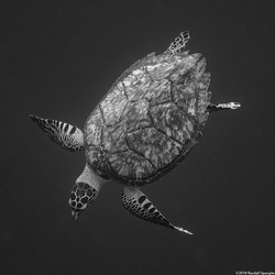 Eretmochelys imbricata (Hawksbill Turtle)