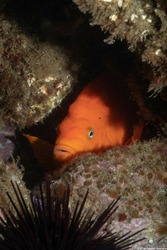 Hypsypops rubicundus (Garibaldi)