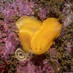 Doriopsilla fulva (White-Speckled Dorid)