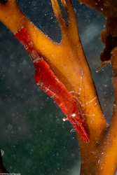 Heptacarpus stylus (Stiletto Shrimp)