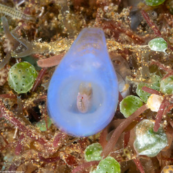 Cyproideidae sp.1 (Amphipod)