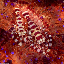 Periclimenes colemani (Coleman Shrimp)