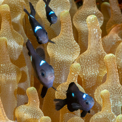 Dascyllus trimaculatus (Threespot Dascyllus)