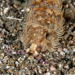 Pteraeolidia semperi (Blue Dragon Nudibranch)