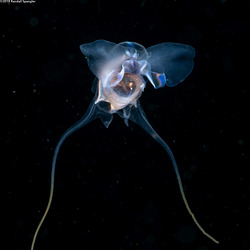 Cavolinia tridentata (Pteropod)