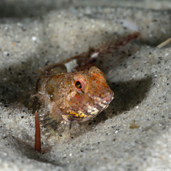 Orthonopias triacis (Snubnose Sculpin)