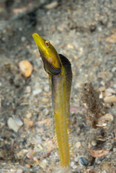 Chaenopsis ocellata (Bluethroat Pikeblenny)