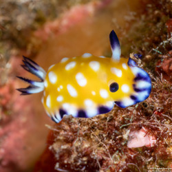 Goniobranchus vibratus (Trembling Nudibranch)