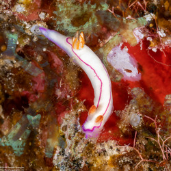 Thorunna daniellae (Danielle's Nudibranch)