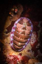 Tonicella lineata (Blue Lined Chiton)