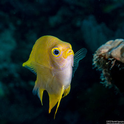 Amblyglyphidodon aureus (Golden Damsel)