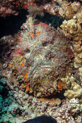 Synanceia verrucosa (Reef Stonefish)