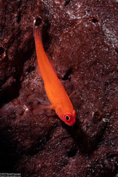 Trimma benjamini (Ringeye Pygmygoby)
