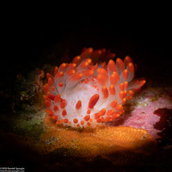 Limacia cockerelli (Cockerell's Dorid)