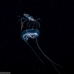 Family Scyllaridae (Slipper Lobster Phyllosoma)