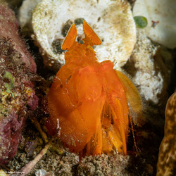 Lysiosquilloides mapia (Golden Mantis)