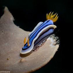 Chromodoris lochi (Loch's Chromodoris)