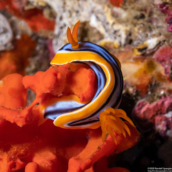 Chromodoris annae (Anna's Chromodoris)