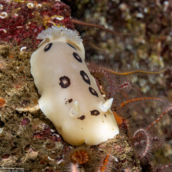 Diaulula sandiegensis (San Diego Dorid)