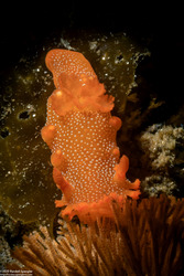 Triopha maculata (Spotted Triopha)