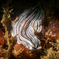 Praestheceraeus bellostriatus (Candy Striped Flatworm)