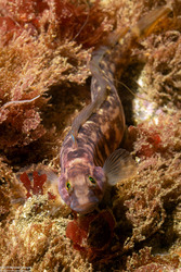 Rathbunella alleni (Stripefin Ronquil)