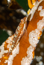 Synchirus gilli (Manacled Sculpin)