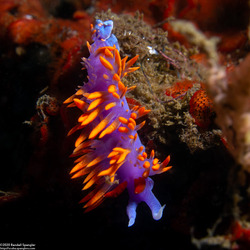 Flabellinopsis iodinea (Spanish Shawl)