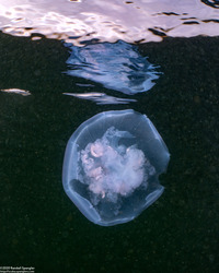 Aurelia aurita (Moon Jelly)