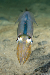 Doryteuthis opalescens (Market Squid)