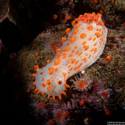 Triopha catalinae (Catalina Triopha)