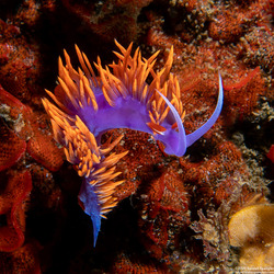 Flabellinopsis iodinea (Spanish Shawl)