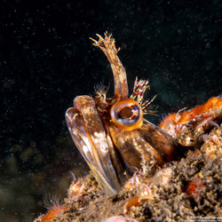 Neoclinus uninotatus (Onespot Fringehead)