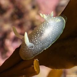 Acanthodoris hudsoni (Hudson's Horned Dorid)