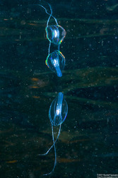 Pleurobrachia bachei (Sea Gooseberry)