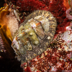 Mopalia lignosa (Woody Chiton)