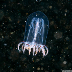 Polyorchis penicillatus (Bell Medusa)